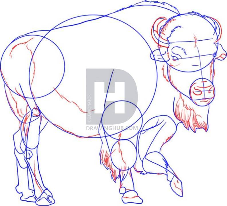 792x720 How To Draw A Buffalo, Step - Buffalo Head Drawing