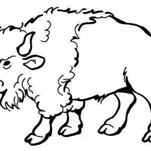 300x300 How To Draw A Water Buffalo Head Archives - Buffalo Head Drawing