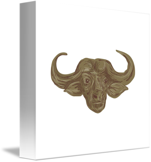 606x650 African Buffalo Head Drawing - Buffalo Head Drawing