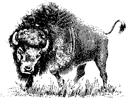 500x385 Buffalo Drawing - Buffalo Line Drawing