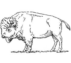 236x212 best buffalo and bison sketches images bison tattoo, buffalo - Buffalo Line Drawing
