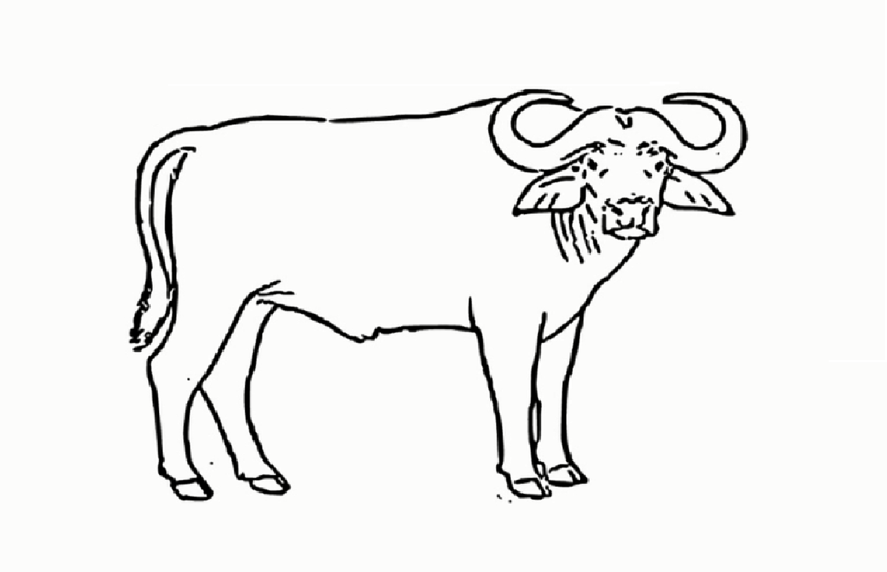 Buffalo Line Drawing at Explore collection of