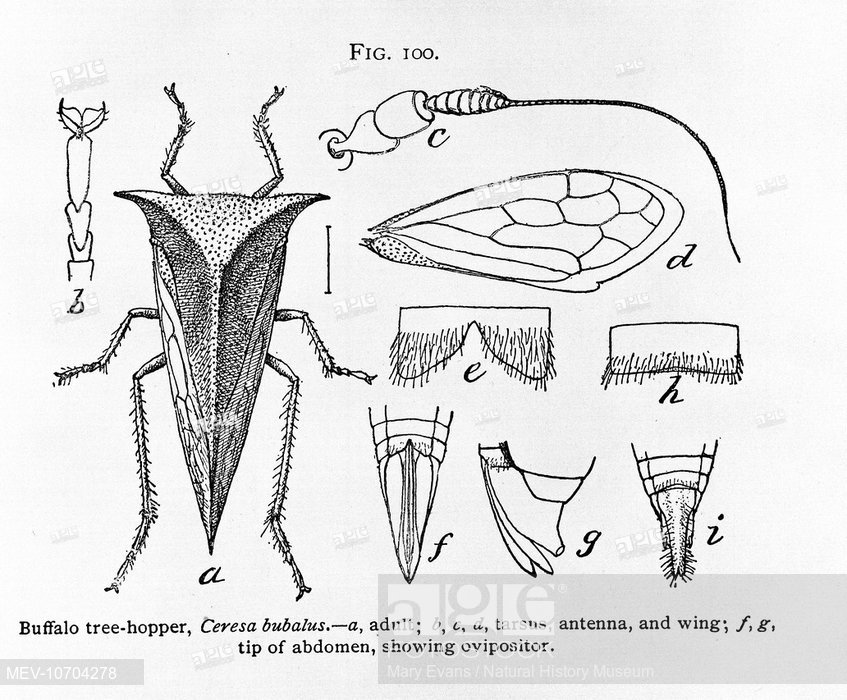 847x700 an exploded line drawing of buffalo tree hopper, stock photo - Buffalo Line Drawing