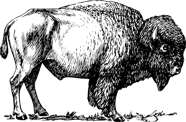 600x394 Bison Clip Art - Buffalo Line Drawing