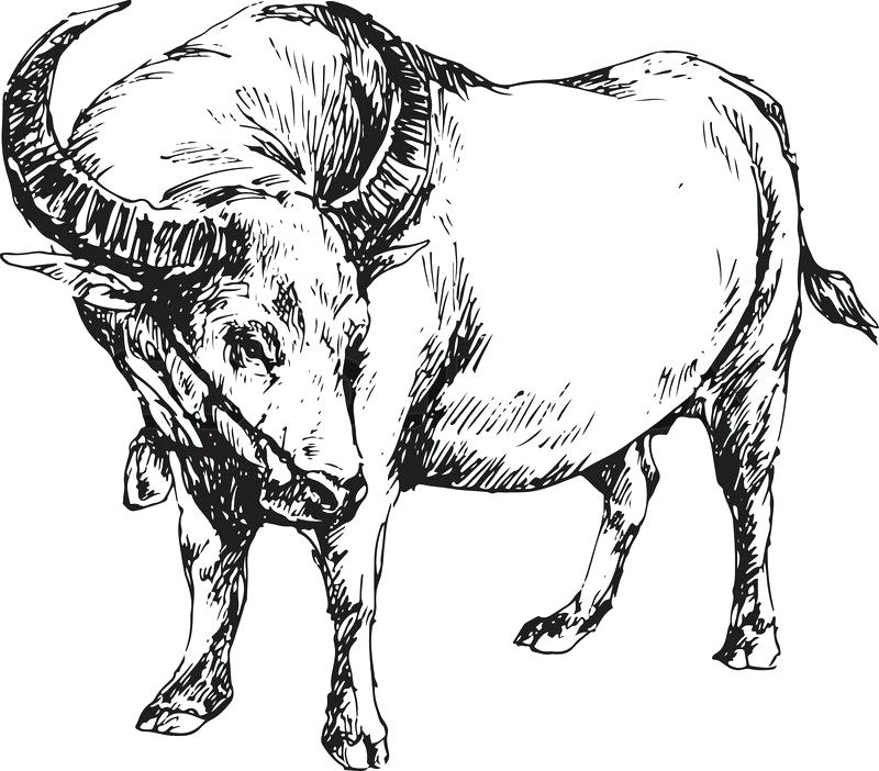 Buffalo Outline Drawing at Explore collection of