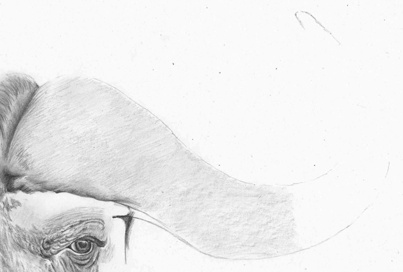 577x390 how to draw realistic animal horns buffalo study pencil sessions - Buffalo Outline Drawing