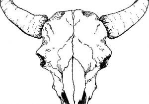 300x210 Hair Skull Art Drawings - Buffalo Outline Drawing