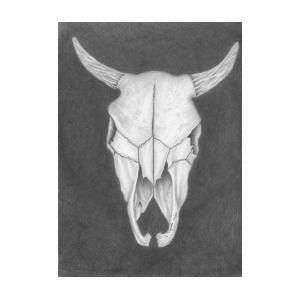 300x300 Buffalo Skull Drawing - Buffalo Skull Drawing