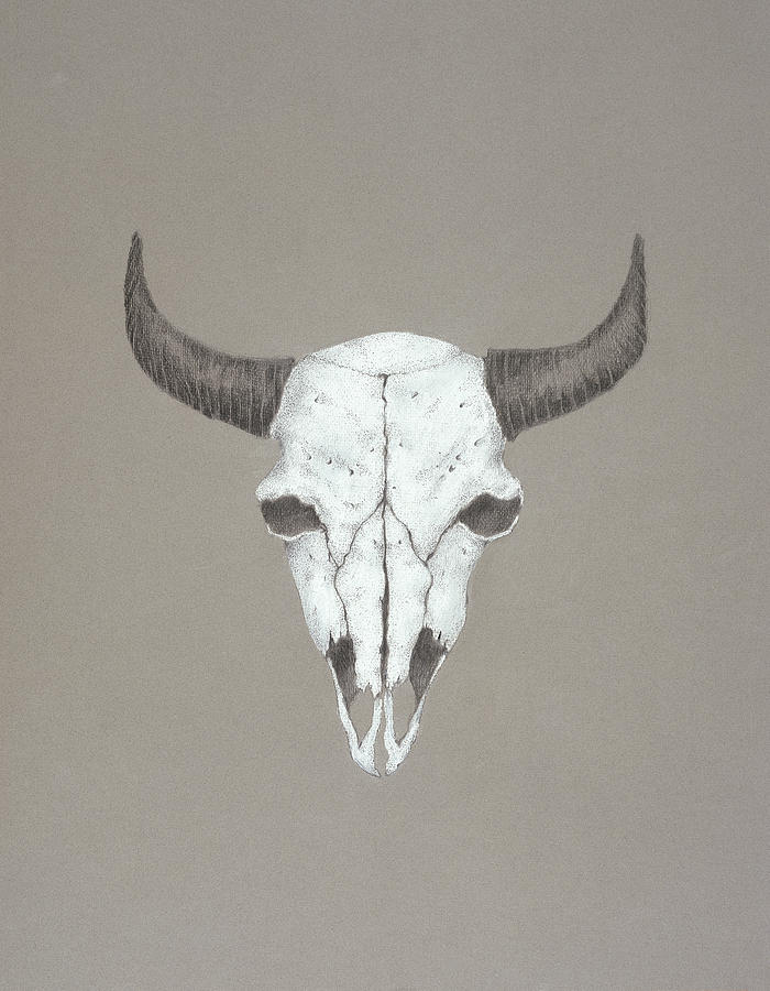 700x900 Buffalo Skull Drawing - Buffalo Skull Drawing