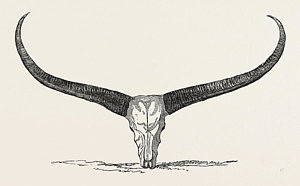 Buffalo Skull Drawing At PaintingValley Com Explore Collection Of Buffalo Skull Drawing