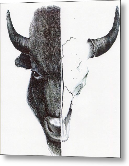 Buffalo Skull Drawing At PaintingValley Com Explore Collection Of Buffalo Skull Drawing