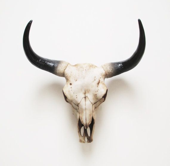 570x558 x large buffalo skull cow skull animal skull - Buffalo Skull Drawing