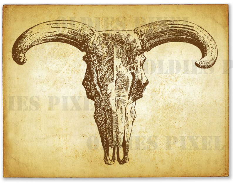 794x630 Antique Buffalo Skulls Line Art Illustration Hand Drawing Digi Etsy - Buffalo Skull Drawing
