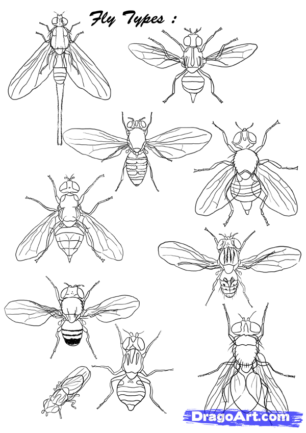600x849 how to draw flies, step - Bug Drawing