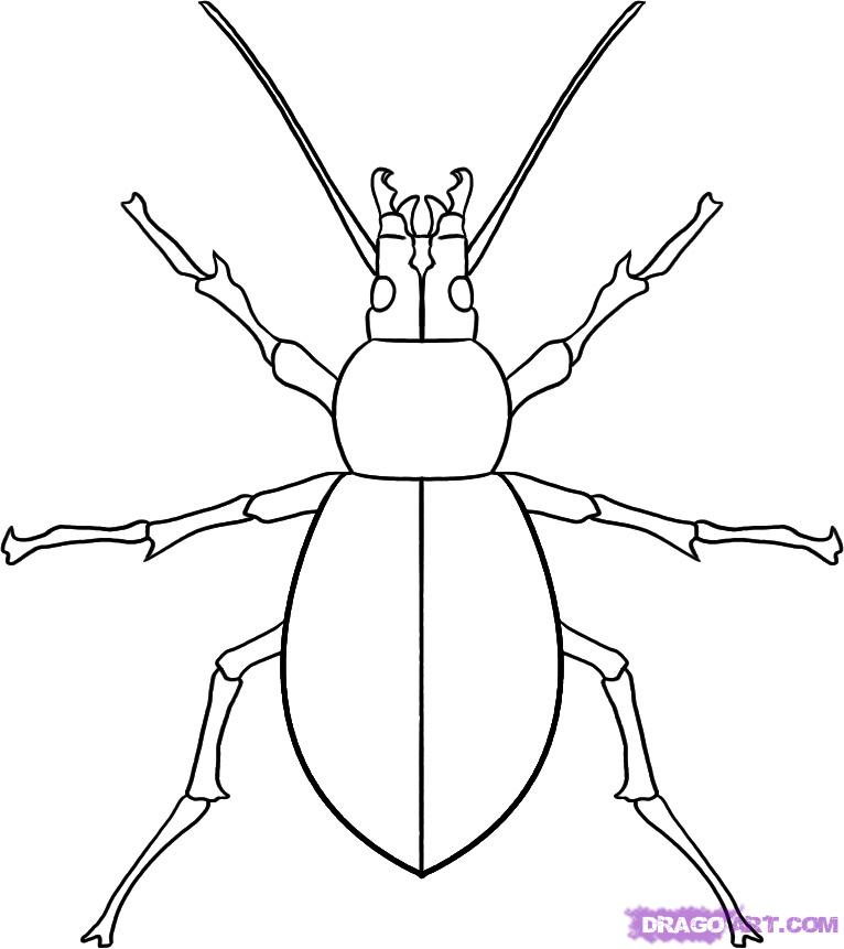 766x861 How To Draw A Beetle, Step - Bug Drawing
