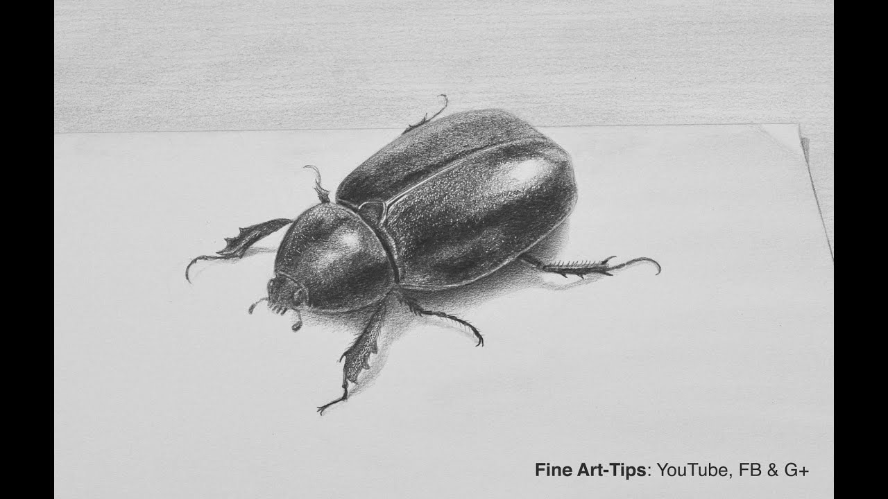 1280x720 How To Draw A Beetle With Pencil - Bug Drawing