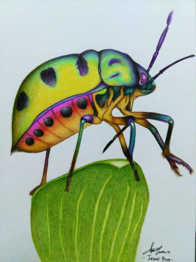 768x1024 jewel bug amino - Bug Drawing