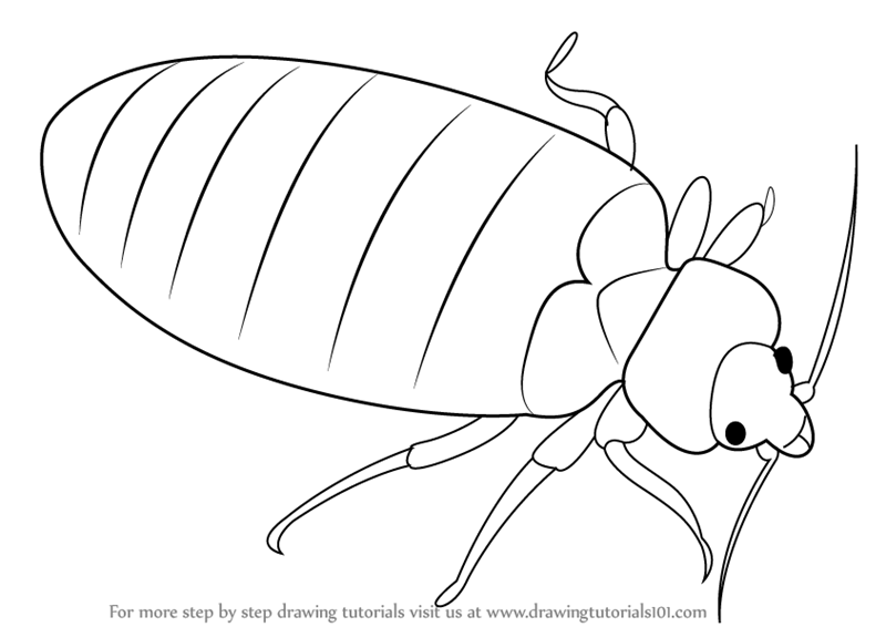 800x566 learn how to draw a bed bug - Bug Drawing