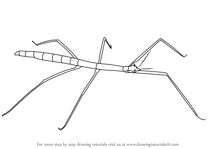 800x566 Learn How To Draw A Stick Insect - Bug Drawing