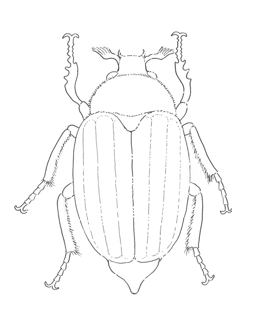900x1153 may bug drawing eugenia hauss - Bug Drawing