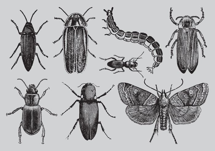 700x490 Old Style Drawing Bugs - Bug Drawing