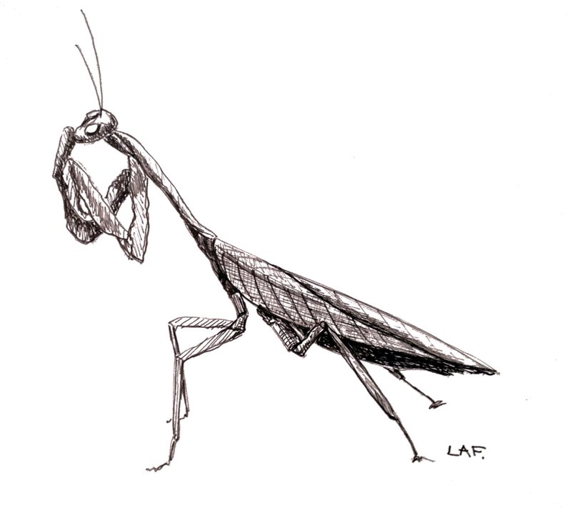 794x718 praying mantis drawingoriginal drawing praying mantisblack etsy - Bug Drawing