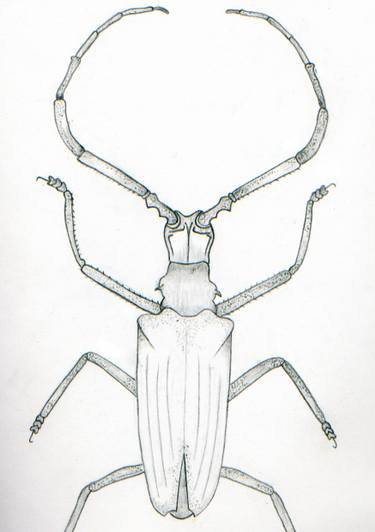 375x532 bug drawing drawing - Bug Drawing
