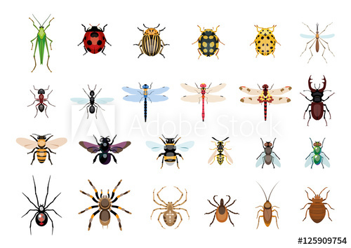 500x354 vector,drawing, insect, bug illustration - Bug Drawing