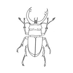 236x236 bug line drawing line drawings printables - Bug Drawing
