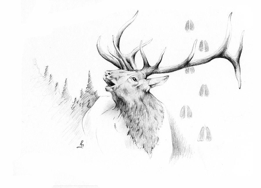 900x648 Elk Bugle Drawing - Bugle Drawing