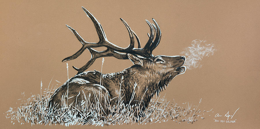 900x449 Elk Bugle Drawing - Bugle Drawing