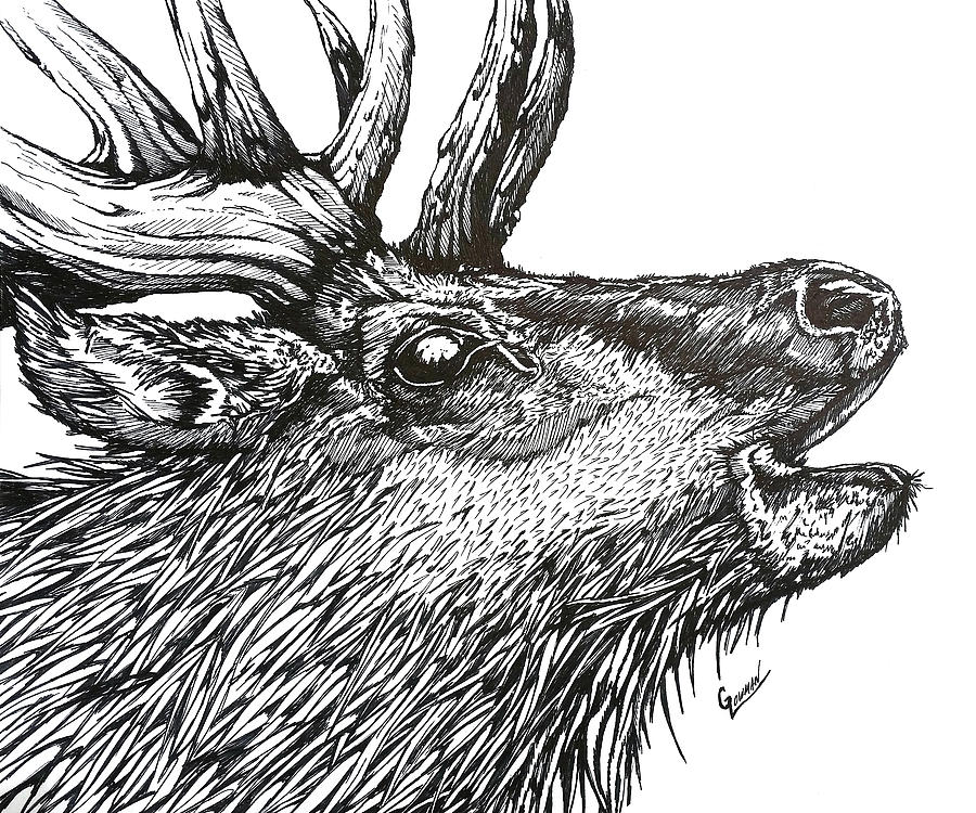900x750 Elk Bugle Drawing - Bugle Drawing