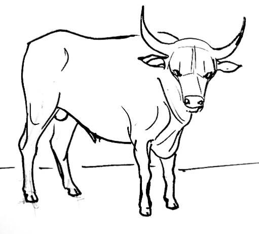 511x463 bull drawing sketching techniques drawings, sketching - Bull Drawing