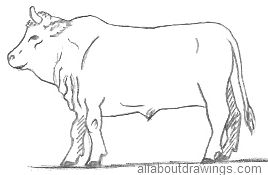 268x175 Bull Drawings In Pencil - Bull Drawing