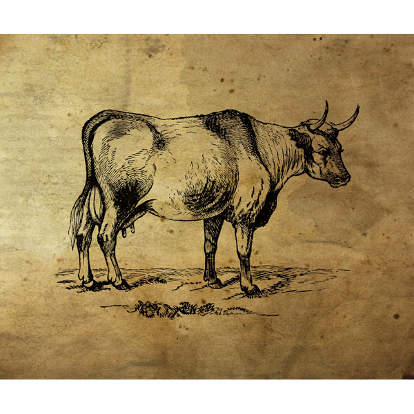 600x600 Bull Ink Drawing - Bull Drawing