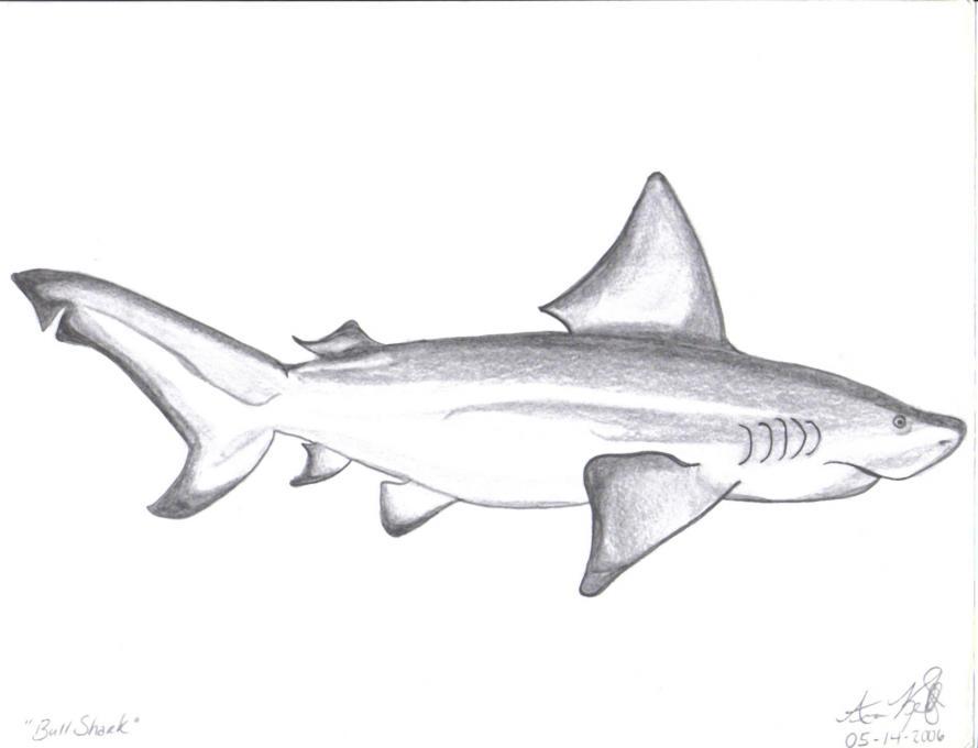 889x680 Bull Shark Nature Drawings Pictures Drawings Ideas For Kids - Bull Drawing For Kids