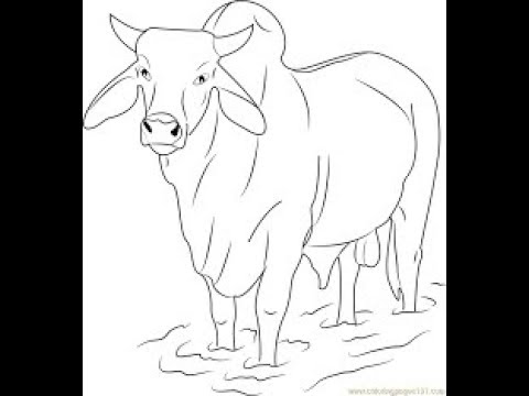 480x360 Cinema Modeoff How To Draw A Bull Step - Bull Drawing For Kids