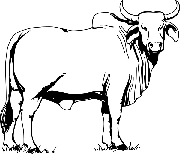 600x515 Bull Drawing Kid For Free Download - Bull Drawing For Kids