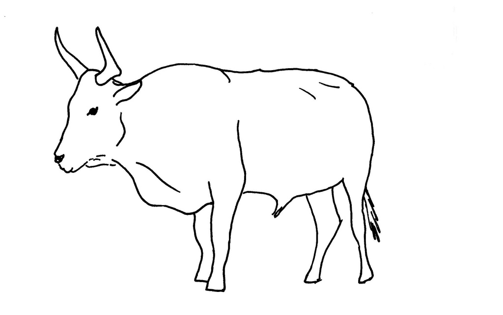 Bull Drawing Pictures