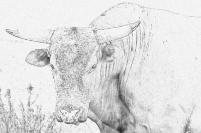 400x264 Bull Drawings Examples And Bull Pictures For Free Download - Bull Drawing Pictures