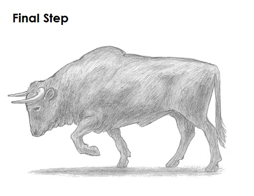 500x386 How To Draw A Bull - Bull Drawing Pictures