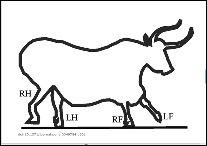 871x616 Lascaux Cave Prehistoric Bull Drawing Schematised - Bull Drawing Pictures