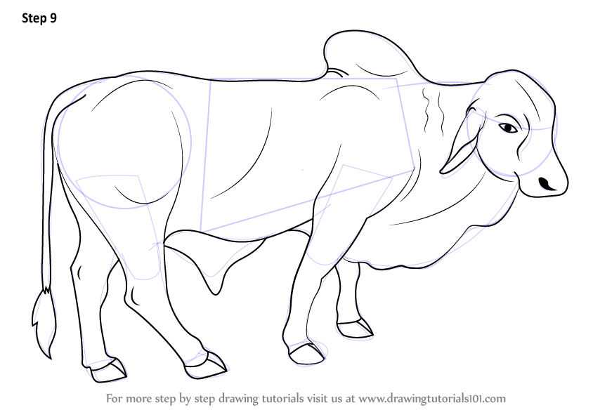 844x594 Learn How To Draw A Bull - Bull Drawing Pictures