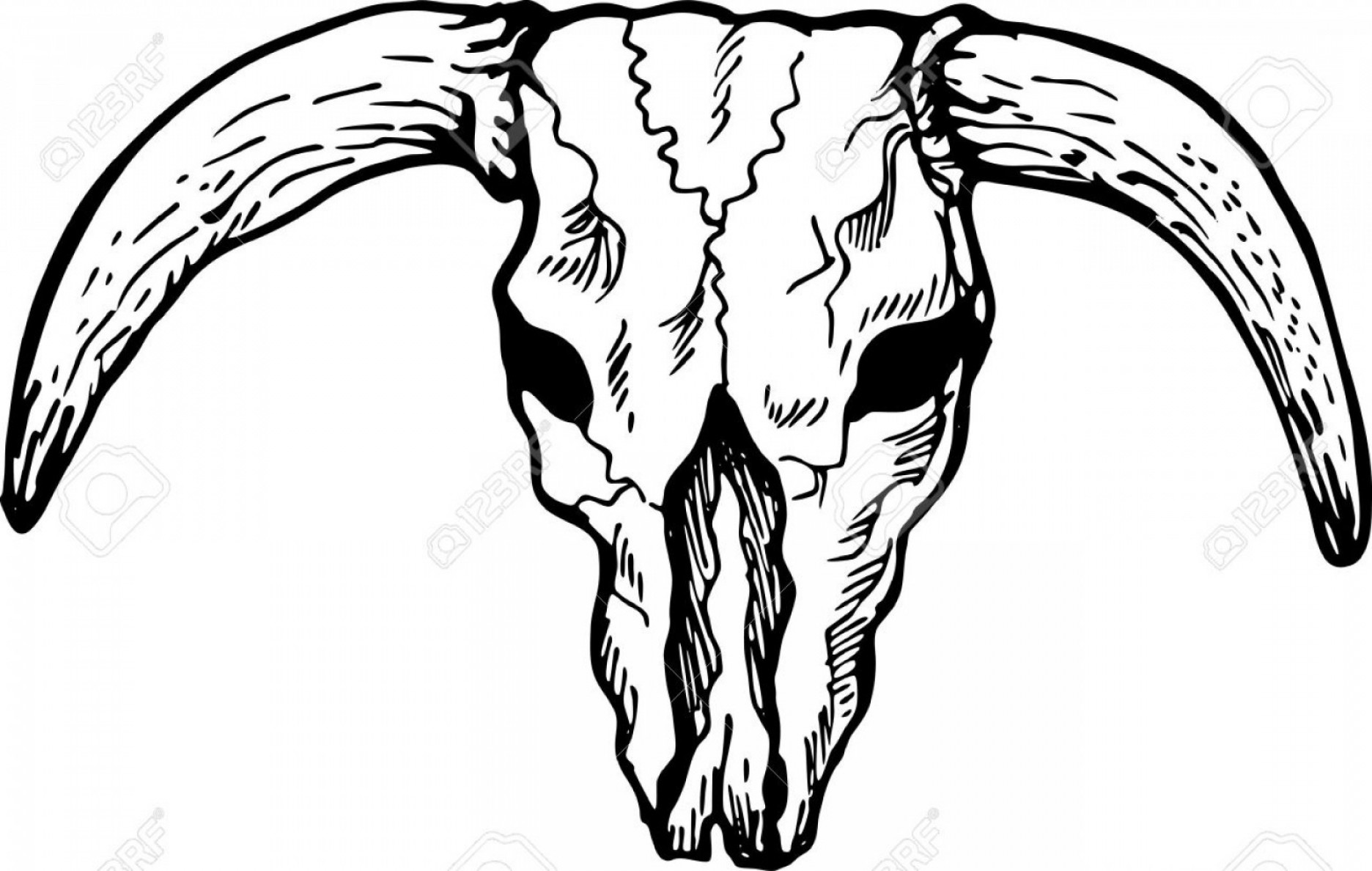 1872x1188 Photoillustration Drawing Of A Skull Of A Texas Longhorn Bull - Bull Drawing Pictures