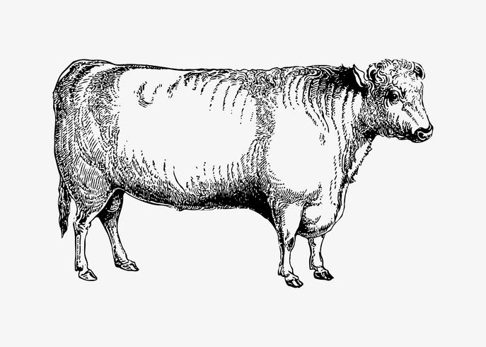 687x490 Shorthorn Bull Shade Drawing - Bull Drawing Pictures