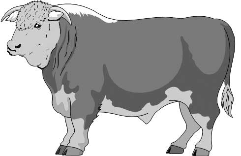 490x317 Bold Bull Drawings Turbocharge Your Bull Drawings In Pencil - Bull Drawing Pictures