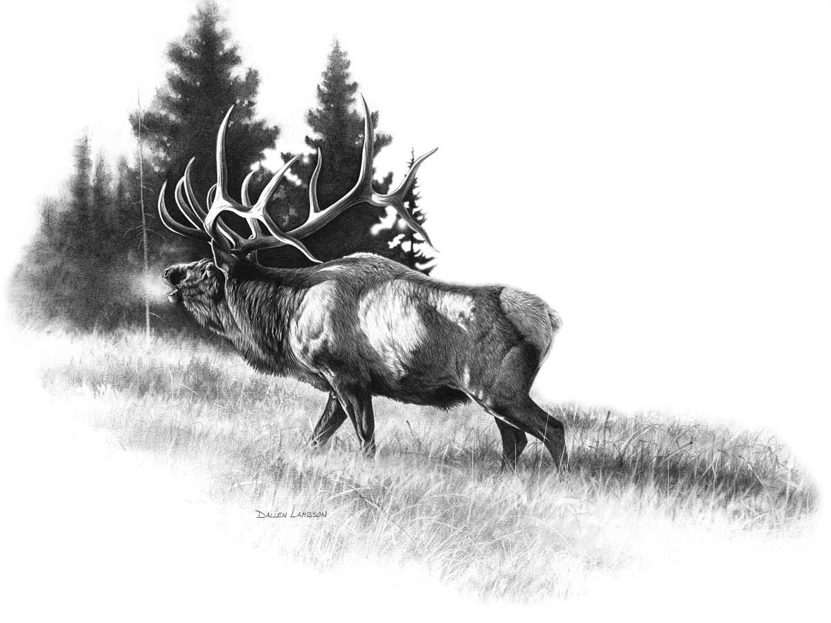 Bull Elk Drawing at PaintingValley.com | Explore collection of Bull Elk ...