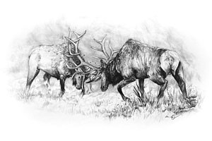 300x200 bull elk drawings fine art america - Bull Elk Drawing