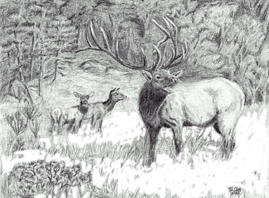 391x288 bull elk - Bull Elk Drawing