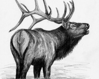340x270 bull elk drawing etsy - Bull Elk Drawing